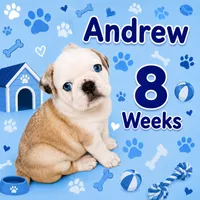 Andrew, a male Pug for sale in Rockledge, FL – 1 of 4