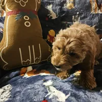 Socks, a male Irish Doodle and Miniature Goldendoodle for sale in New Lenox, IL – Photo 5 of 5