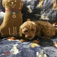 Socks, a male Irish Doodle and Miniature Goldendoodle for sale in New Lenox, IL – Photo 4 of 5
