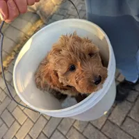 Socks, a male Irish Doodle and Miniature Goldendoodle for sale in New Lenox, IL – Photo 2 of 5