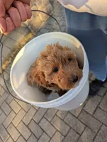 processed/fac0b573-186b-4435-98b8-1cccdfa32c4f/listing/bf9dcd31-53e0-4453-9ec3-8a5a5a809ca1/90f5d353-bd41-4970-8356-6e12714d3803