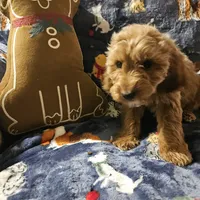 Socks, a male Irish Doodle and Miniature Goldendoodle for sale in New Lenox, IL – Photo 3 of 5