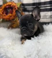 Hank, a male French Bulldog for sale in Glenwood, MO – Photo 5 of 6