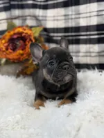 Hank, a male French Bulldog for sale in Glenwood, MO – Photo 2 of 6