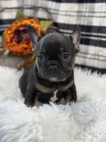 Hank, a male French Bulldog for sale in Glenwood, MO – Photo 3 of 6
