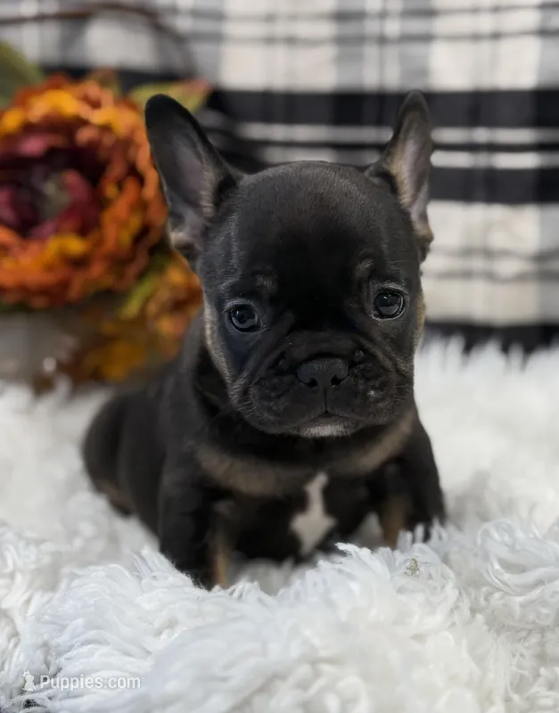 Hank – French Bulldog puppy for sale in Glenwood, MO