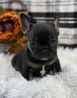 Hank, a male French Bulldog for sale in Glenwood, MO – Photo 1 of 6