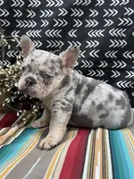 Brutis, a male French Bulldog for sale in Glenwood, MO – Photo 4 of 6