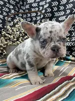 Brutis, a male French Bulldog for sale in Glenwood, MO – Photo 6 of 6