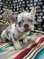 Brutis, a male French Bulldog for sale in Glenwood, MO – Photo 3 of 6