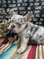 Brutis, a male French Bulldog for sale in Glenwood, MO – Photo 5 of 6