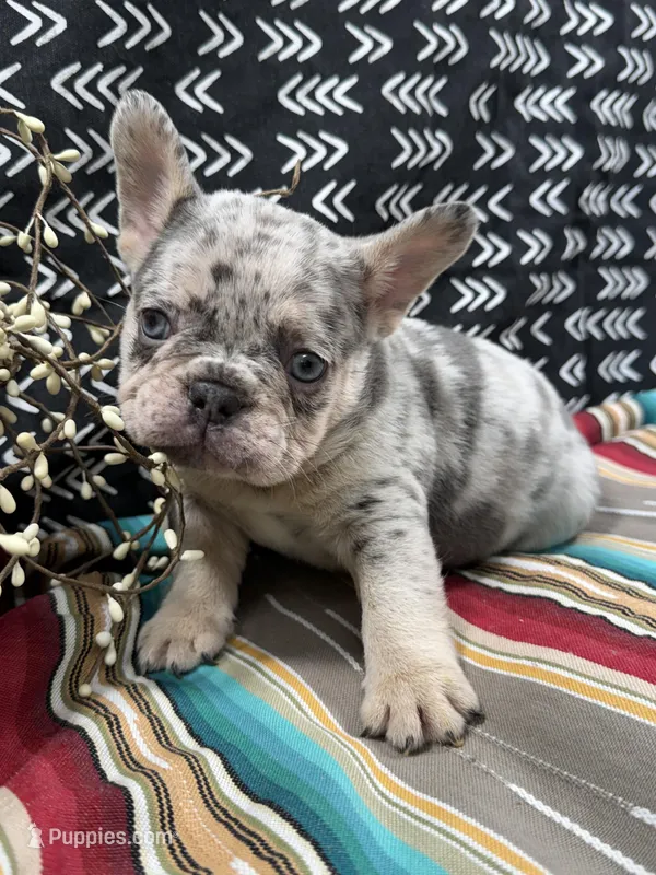 Brutis – French Bulldog puppy for sale in Glenwood, MO