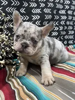 Brutis, a male French Bulldog for sale in Glenwood, MO – Photo 1 of 6