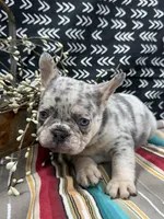 Brutis, a male French Bulldog for sale in Glenwood, MO – Photo 2 of 6