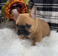 Kane, a male French Bulldog for sale in Glenwood, MO – Photo 4 of 5