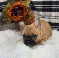 Kane, a male French Bulldog for sale in Glenwood, MO – Photo 2 of 5