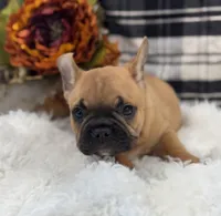 Kane, a male French Bulldog for sale in Glenwood, MO – Photo 5 of 5