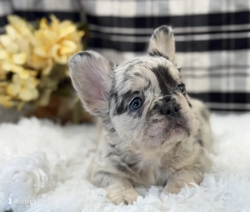 Fluffy  – French Bulldog puppy for sale in Glenwood, MO
