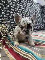 Fluffy , a female French Bulldog for sale in Glenwood, MO – Photo 2 of 5