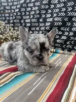 Fluffy , a female French Bulldog for sale in Glenwood, MO – Photo 4 of 5