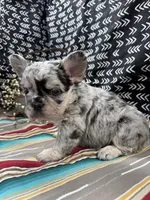 Fluffy , a female French Bulldog for sale in Glenwood, MO – Photo 5 of 5