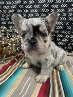 Fluffy , a female French Bulldog for sale in Glenwood, MO – Photo 3 of 5