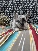 Fluffy , a female French Bulldog for sale in Glenwood, MO – Photo 1 of 5