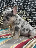 Maze, a female French Bulldog for sale in Glenwood, MO – Photo 5 of 6