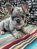 Maze, a female French Bulldog for sale in Glenwood, MO – Photo 2 of 6