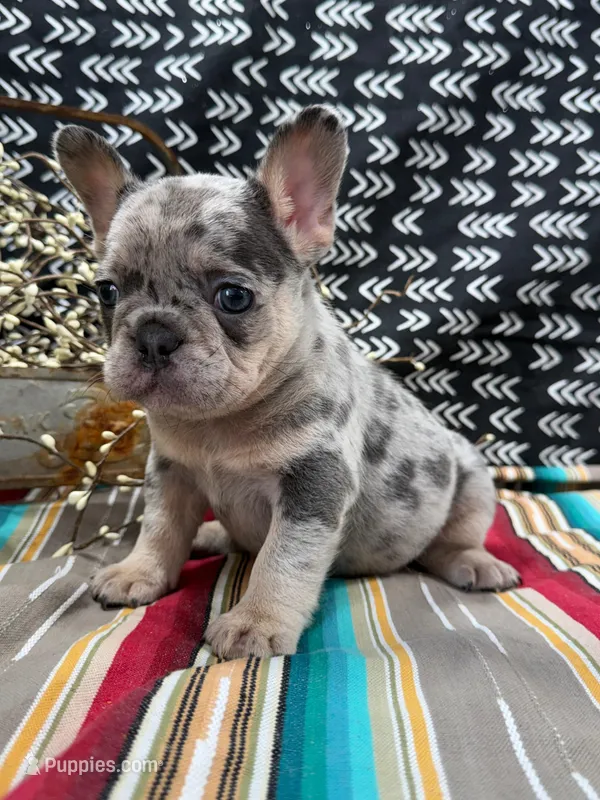 Maze – French Bulldog puppy for sale in Glenwood, MO