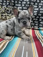Maze, a female French Bulldog for sale in Glenwood, MO – Photo 3 of 6