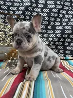 Maze, a female French Bulldog for sale in Glenwood, MO – Photo 4 of 6