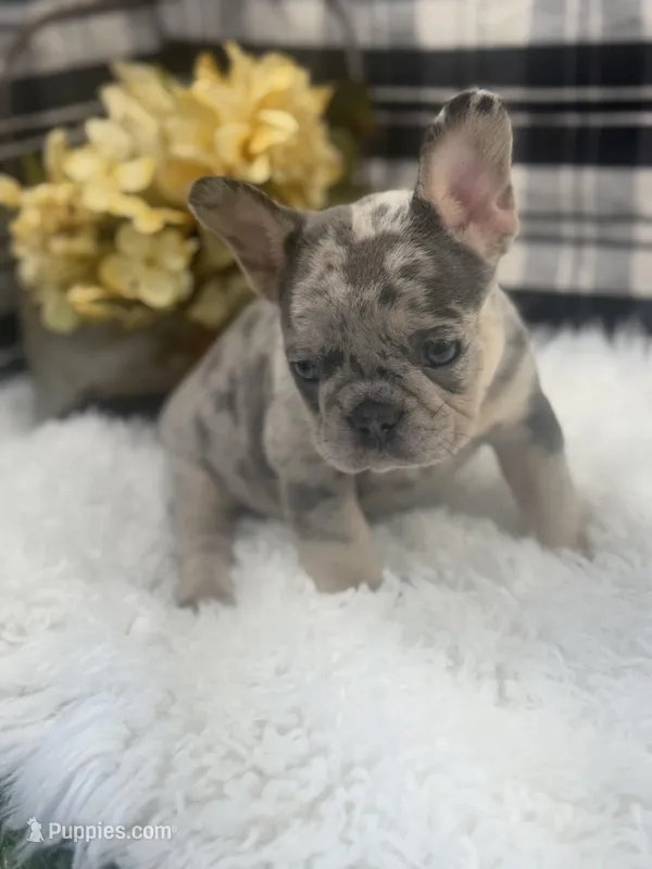 Maze – French Bulldog puppy for sale in Glenwood, MO