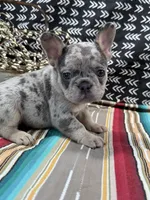 Maze, a female French Bulldog for sale in Glenwood, MO – Photo 6 of 6