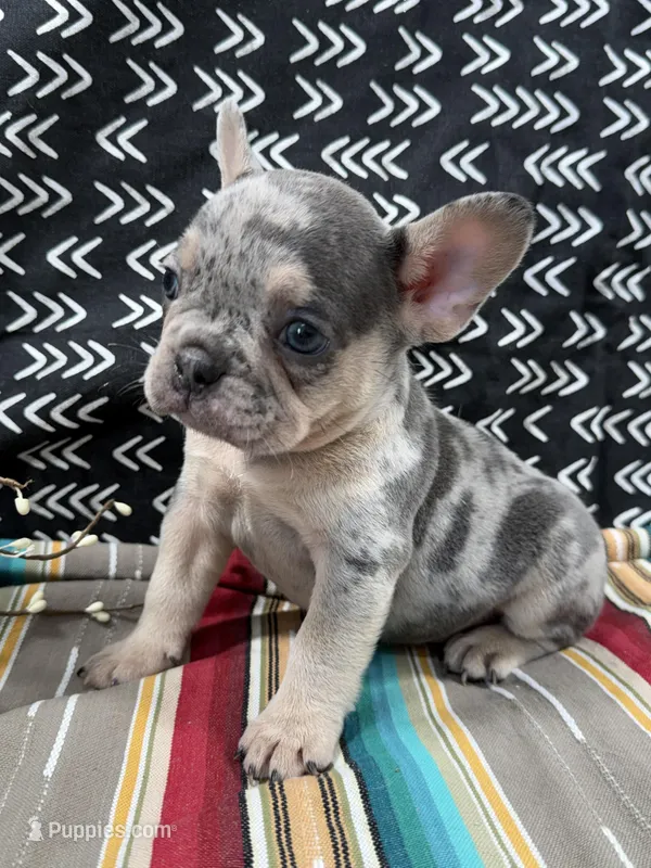 Tazz – French Bulldog puppy for sale in Glenwood, MO