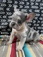 Tazz, a male French Bulldog for sale in Glenwood, MO – Photo 1 of 4