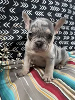 Tazz, a male French Bulldog for sale in Glenwood, MO – Photo 2 of 4