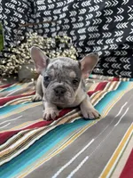 Tazz, a male French Bulldog for sale in Glenwood, MO – Photo 4 of 4