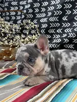 Tazz, a male French Bulldog for sale in Glenwood, MO – Photo 3 of 4