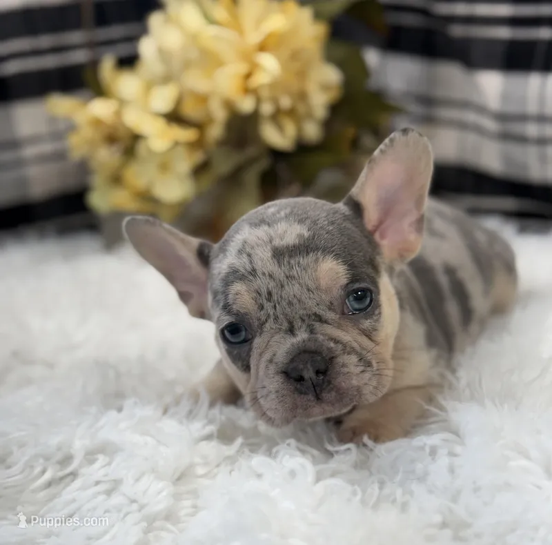Tazz – French Bulldog puppy for sale in Glenwood, MO