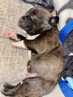 Choco Loco, a male American Bully for sale in Accomac, VA – Photo 5 of 7