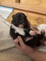 Choco Loco, a male American Bully for sale in Accomac, VA – Photo 6 of 7