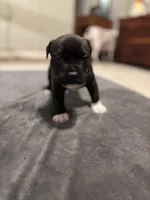 Choco Loco, a male American Bully for sale in Accomac, VA – Photo 2 of 7