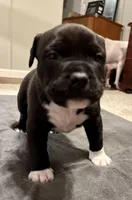 Choco Loco, a male American Bully for sale in Accomac, VA – Photo 1 of 7