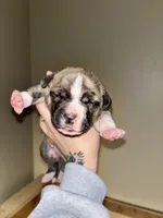 Duke, a male American Bully for sale in Accomac, VA – Photo 3 of 5