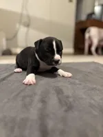 Drake, a male American Bully for sale in Accomac, VA – Photo 2 of 4