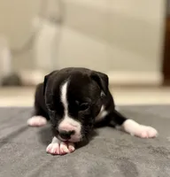 Drake, a male American Bully for sale in Accomac, VA – Photo 1 of 4