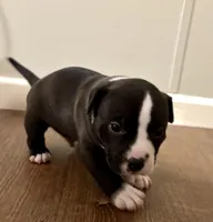 Drago, a male American Bully for sale in Accomac, VA – Photo 2 of 5