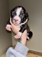 Drago, a male American Bully for sale in Accomac, VA – Photo 3 of 5