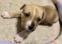 Zahara, a female American Bully for sale in Accomac, VA – Photo 3 of 5